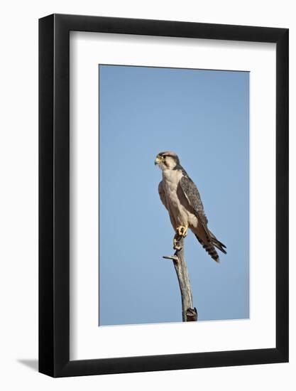 Lanner Falcon (Falco Biarmicus)-James Hager-Framed Photographic Print