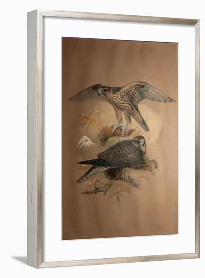 Lanner Falcon (Falco Lanarius), 1856-Joseph Wolf-Framed Giclee Print