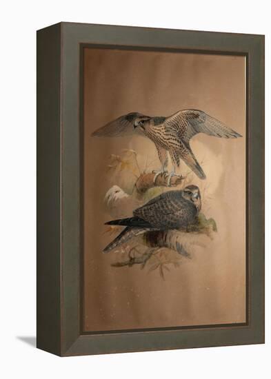 Lanner Falcon (Falco Lanarius), 1856-Joseph Wolf-Framed Premier Image Canvas