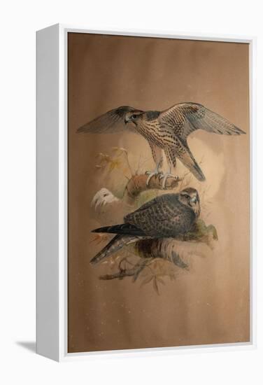 Lanner Falcon (Falco Lanarius), 1856-Joseph Wolf-Framed Premier Image Canvas