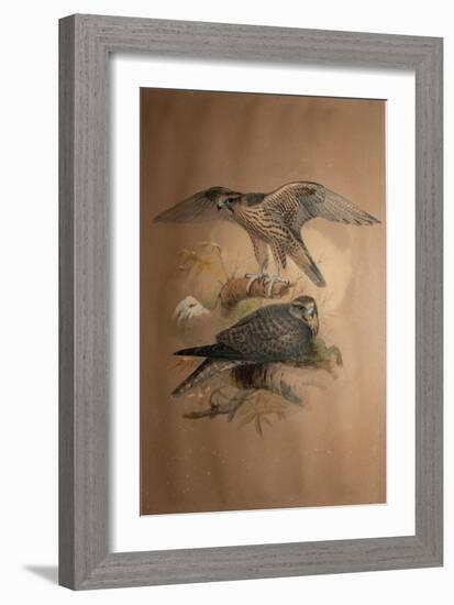 Lanner Falcon (Falco Lanarius), 1856-Joseph Wolf-Framed Giclee Print