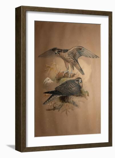Lanner Falcon (Falco Lanarius), 1856-Joseph Wolf-Framed Giclee Print