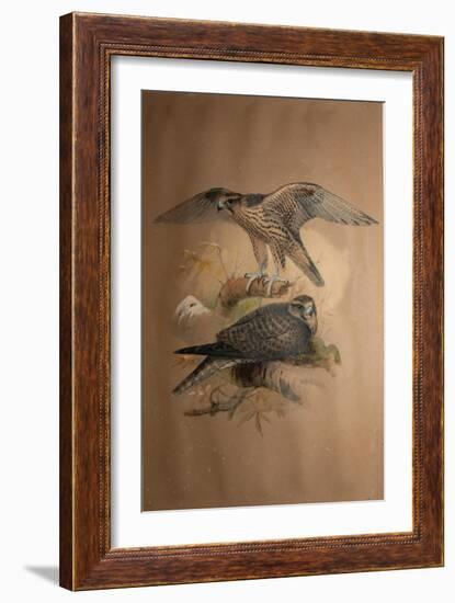 Lanner Falcon (Falco Lanarius), 1856-Joseph Wolf-Framed Giclee Print