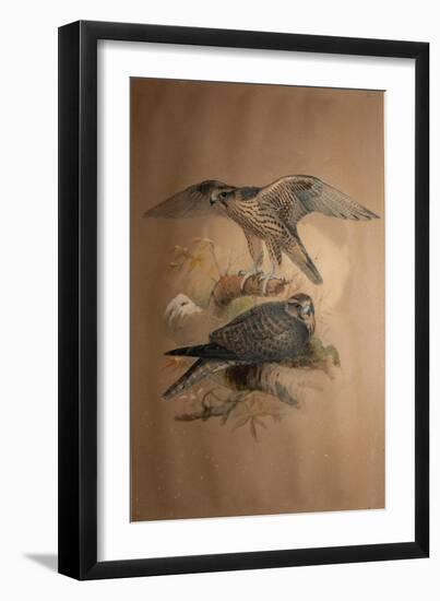 Lanner Falcon (Falco Lanarius), 1856-Joseph Wolf-Framed Giclee Print