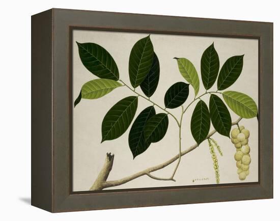 Lansium Domesticum-null-Framed Premier Image Canvas