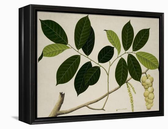 Lansium Domesticum-null-Framed Premier Image Canvas