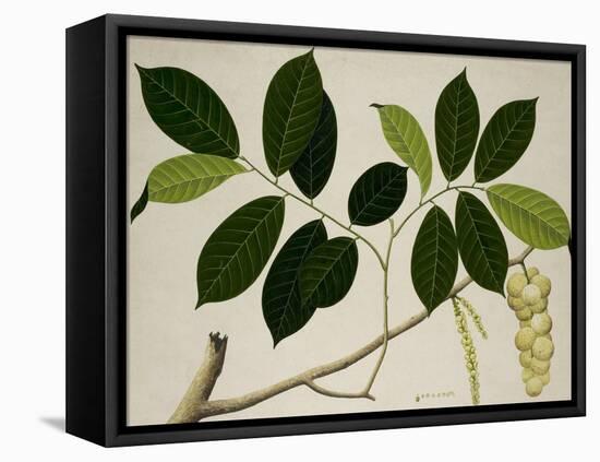 Lansium Domesticum-null-Framed Premier Image Canvas