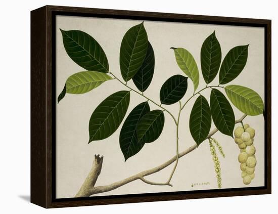 Lansium Domesticum-null-Framed Premier Image Canvas