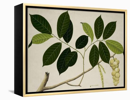 Lansium Domesticum-null-Framed Premier Image Canvas