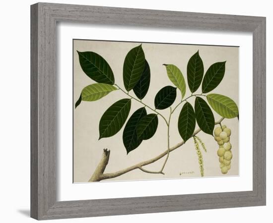 Lansium Domesticum-null-Framed Giclee Print