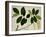 Lansium Domesticum-null-Framed Giclee Print