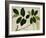 Lansium Domesticum-null-Framed Giclee Print