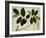 Lansium Domesticum-null-Framed Giclee Print