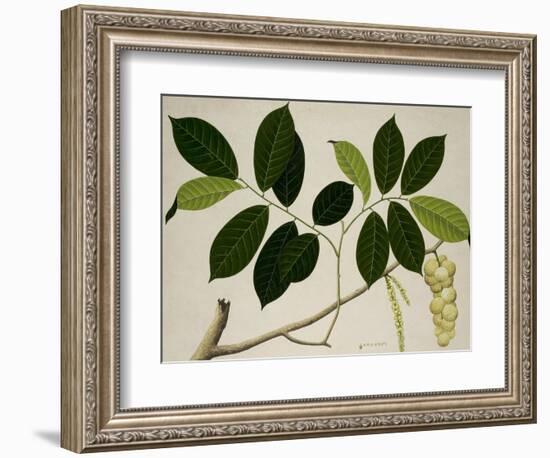 Lansium Domesticum-null-Framed Giclee Print