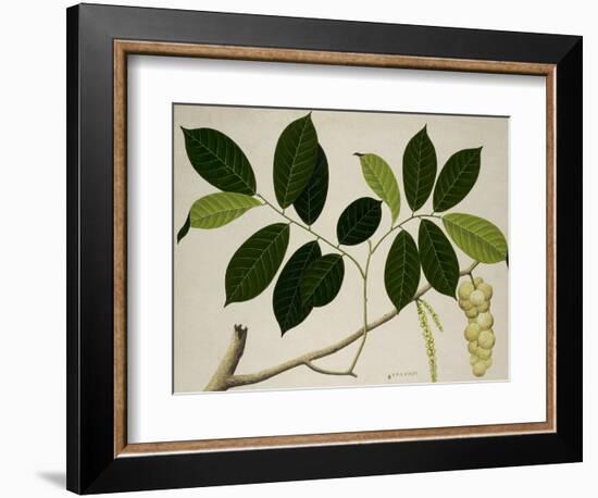 Lansium Domesticum-null-Framed Giclee Print