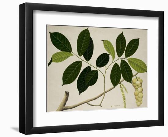 Lansium Domesticum-null-Framed Giclee Print