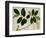 Lansium Domesticum-null-Framed Giclee Print