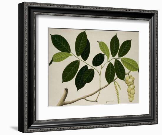 Lansium Domesticum-null-Framed Giclee Print