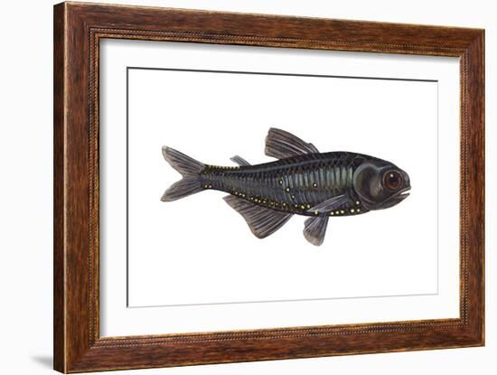 Lantern Fish (Myctophum Affine), Fishes-Encyclopaedia Britannica-Framed Art Print