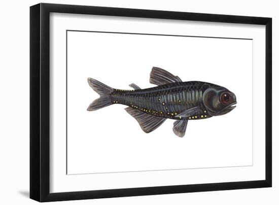 Lantern Fish (Myctophum Affine), Fishes-Encyclopaedia Britannica-Framed Art Print