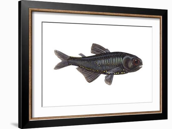 Lantern Fish (Myctophum Affine), Fishes-Encyclopaedia Britannica-Framed Art Print