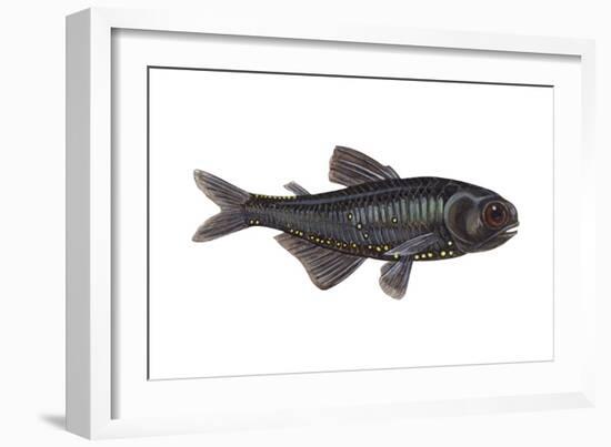 Lantern Fish (Myctophum Affine), Fishes-Encyclopaedia Britannica-Framed Art Print