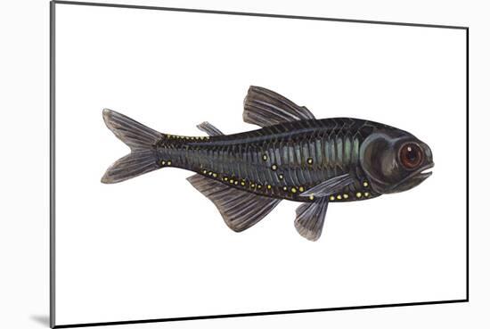Lantern Fish (Myctophum Affine), Fishes-Encyclopaedia Britannica-Mounted Art Print
