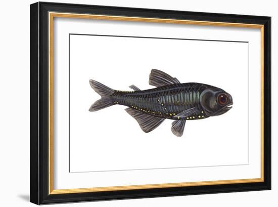 Lantern Fish (Myctophum Affine), Fishes-Encyclopaedia Britannica-Framed Art Print