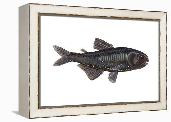 Lantern Fish (Myctophum Affine), Fishes-Encyclopaedia Britannica-Framed Stretched Canvas