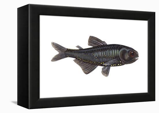 Lantern Fish (Myctophum Affine), Fishes-Encyclopaedia Britannica-Framed Stretched Canvas