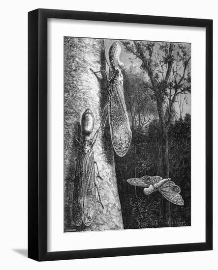 Lantern Fly Fulgora Laternaria on Tree Trunk-Chris Hellier-Framed Giclee Print