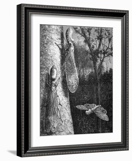 Lantern Fly Fulgora Laternaria on Tree Trunk-Chris Hellier-Framed Giclee Print