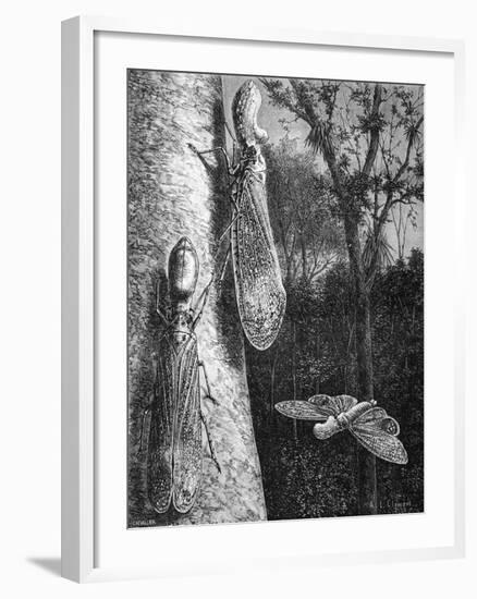 Lantern Fly Fulgora Laternaria on Tree Trunk-Chris Hellier-Framed Giclee Print