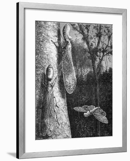 Lantern Fly Fulgora Laternaria on Tree Trunk-Chris Hellier-Framed Giclee Print