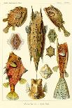 Art Forms of Nature - Ostraciontes (Boxfish) - Ernst Haeckel Artwork-Lantern Press-Art Print