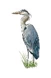 Blue Heron - Icon-Lantern Press-Art Print