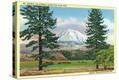Stretched Canvas Print