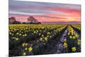 Premium Giclee Print