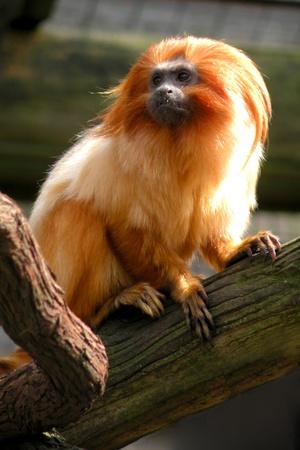 dpa) - A snow-white guereza baby sits next to a mostly black grown