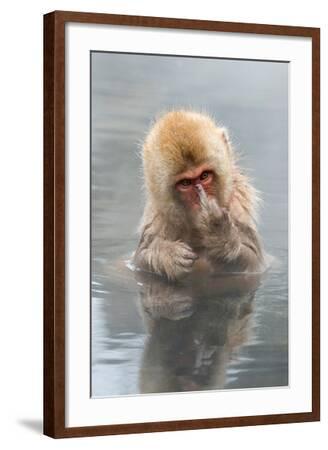 lantern-press-japanese-macaque