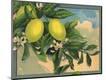 Premium Giclee Print