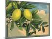 Premium Giclee Print