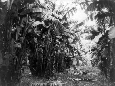 Fresh Fruit Tree with Unripened Bananas Hanging in a Bunch Photograph by  DejaVu Designs - Fine Art America