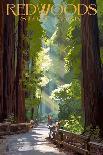Redwoods State Park - Pathway in Trees-Lantern Press-Art Print