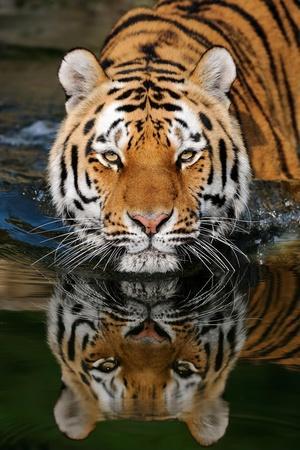 humanmade tiger bengala Photographic Print for Sale by