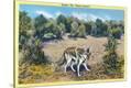 Stretched Canvas Print
