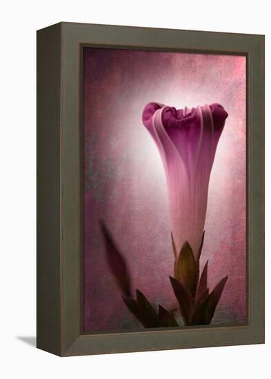 Lantern-Philippe Sainte-Laudy-Framed Premier Image Canvas