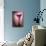 Lantern-Philippe Sainte-Laudy-Photographic Print displayed on a wall