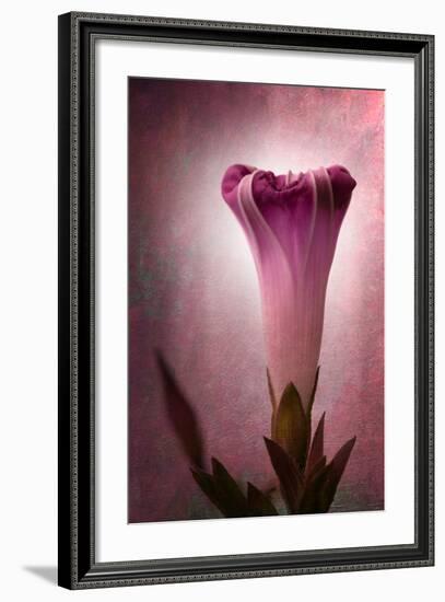 Lantern-Philippe Sainte-Laudy-Framed Photographic Print