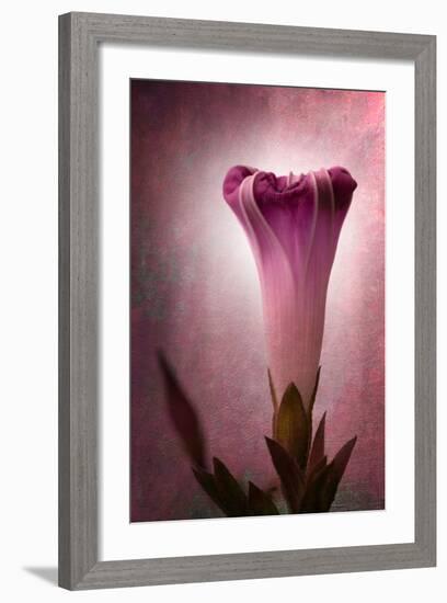 Lantern-Philippe Sainte-Laudy-Framed Photographic Print